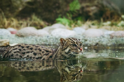 在水中游泳的野猫